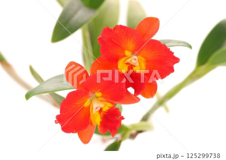 ミニカトレア　赤い花　ブラナエンジェアル　明るい背景 125299738