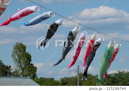 風薫る若宮ふれあい公園は鯉のぼり(2013.5.3) ゴールデンウィークは誰と過ごしますか 125299744