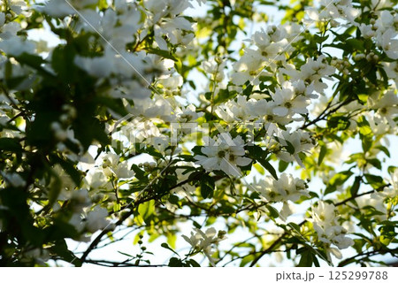 利休梅　(リキュウバイ) 125299788