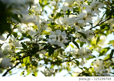 利休梅 (リキュウバイ) 利休梅 (リキュウバイ) 125299789