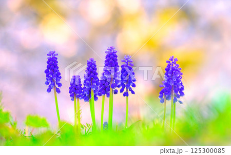 美しいムスカリの花 125300085