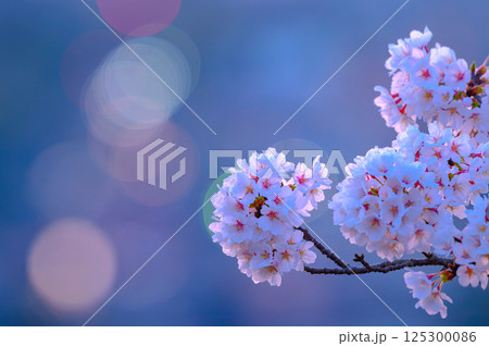 美しく咲いた桜 125300086
