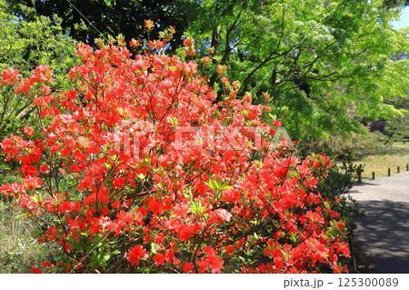 満開の躑躅（ツツジ） 125300089