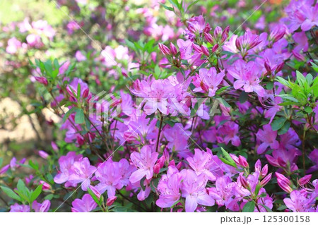 満開の躑躅（ツツジ）　「桜衣」 125300158