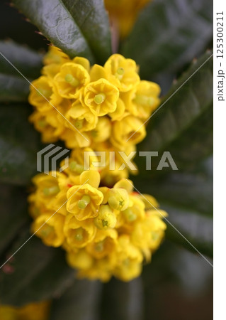 ヘビノボラズの花 125300211
