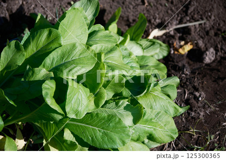 美味しい小松菜の収穫イメージ 125300365