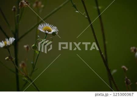 静かに咲くハルジオンの花 125300367