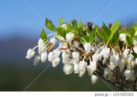 【ドウダンツツジ】釣鐘形の可愛い花 【ドウダンツツジ】釣鐘形の可愛い花 125300383
