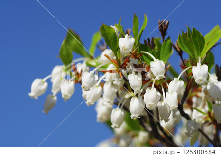 【ドウダンツツジ】釣鐘形の可愛い花 【ドウダンツツジ】釣鐘形の可愛い花 125300384