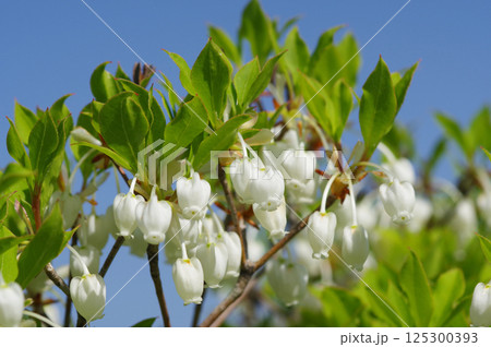 【ドウダンツツジ】釣鐘形の可愛い花 【ドウダンツツジ】釣鐘形の可愛い花 125300393