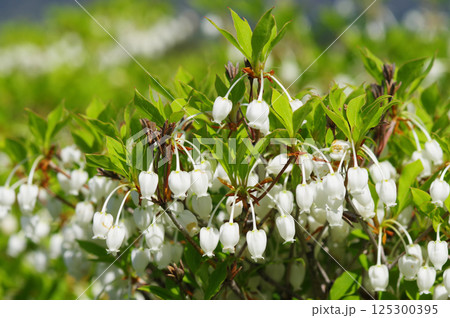 【ドウダンツツジ】釣鐘形の可愛い花 【ドウダンツツジ】釣鐘形の可愛い花 125300395