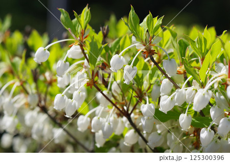 【ドウダンツツジ】釣鐘形の可愛い花 125300396