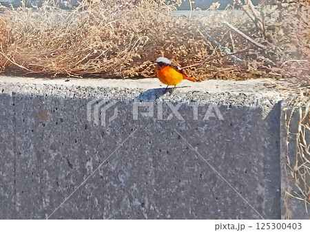 コンクリート壁に止まるジョウビタキ【横構図】 コンクリート壁に止まるジョウビタキ【横構図】 125300403