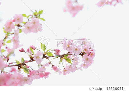 淡いピンクの思川桜 【白背景】 【空背景】 125300514
