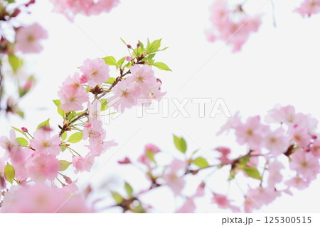 淡いピンクの思川桜 【白背景】 【空背景】 125300515