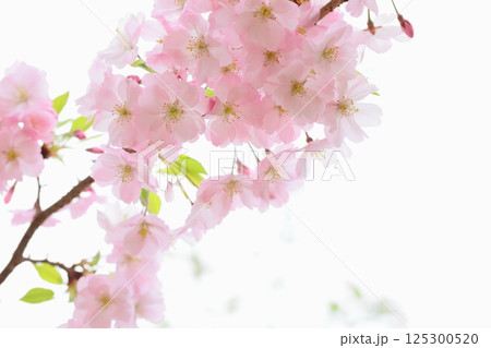 淡いピンクの思川桜のクローズアップ 【白背景】 【空背景】 125300520