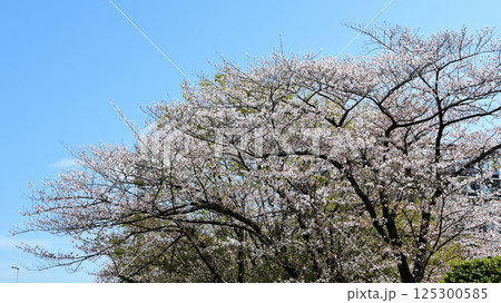 青空に映える満開の桜 青空に映える満開の桜 125300585