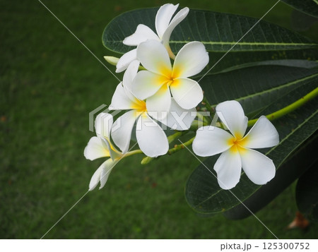 南国のお花「プルメリア」 南国のお花「プルメリア」 125300752