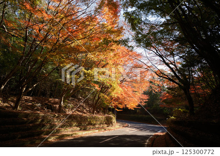 霧島神宮の周辺に咲く紅葉 125300772