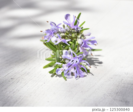 Rosemary sprig flowering isolated on white background. Aromatic evergreen shrub 125300840