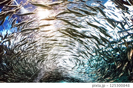 水族館トンネル水槽の魚の群れ 海響館2017 125300848