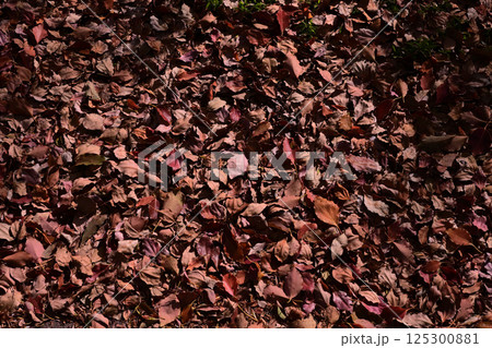 落ち葉 125300881
