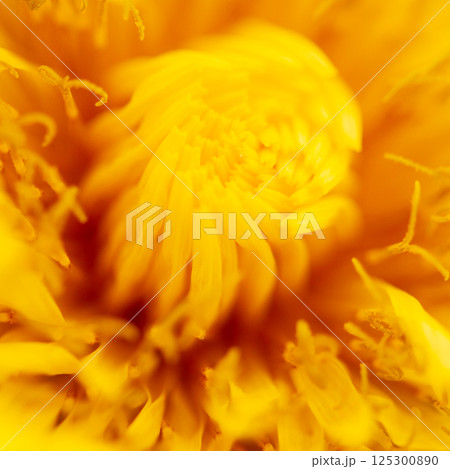 植物神秘 125300890