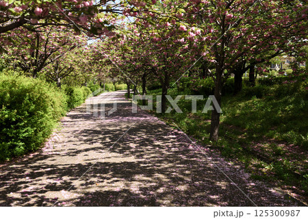 中川区戸田川緑地公園 125300987