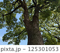 春の緑木 125301053