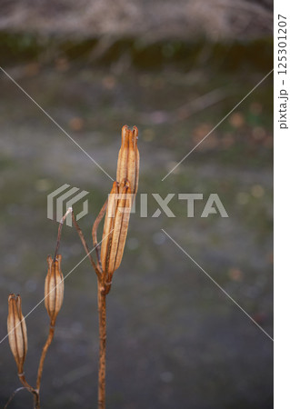 枯れたユリのイメージ 125301207