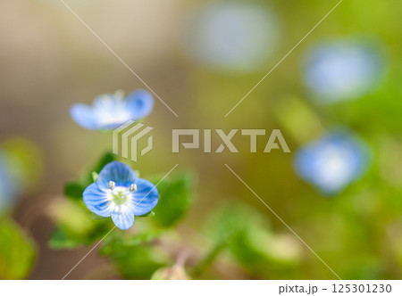 春の兆しを感じる花　オオイヌノフグリのアップ写真 125301230