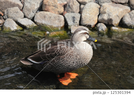 カルガモ　カモ 125301394