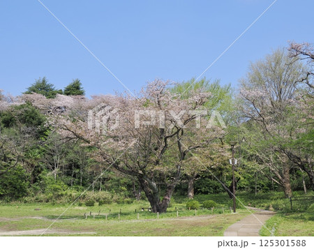 花咲く春の公園 125301588