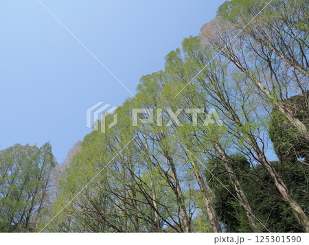 新緑と青空 新緑と青空 125301590