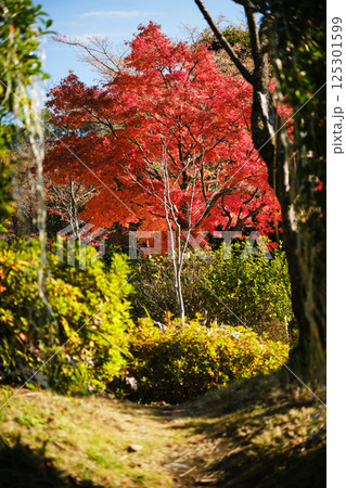吉野公園の真っ赤な紅葉 125301599
