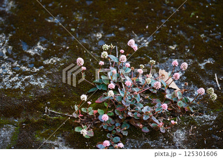 かわいい足元のアカツメグサ 125301606