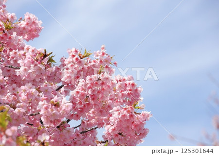 満開の河津桜 125301644