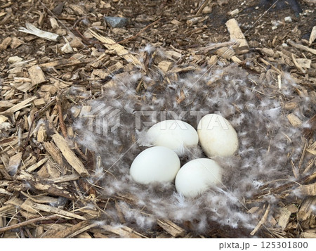 Nest with down and large white eggs of Canada goose, Branta canadensis 125301800