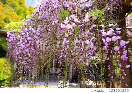 神社に咲く藤の花 神社に咲く藤の花 125301820