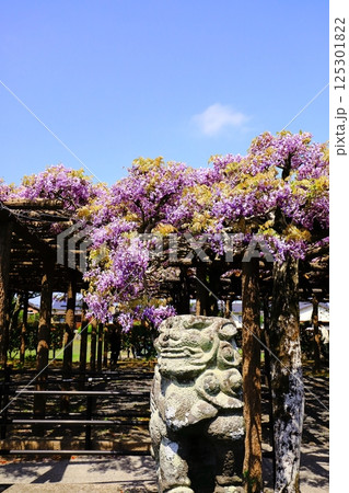 神社に咲く藤の花 神社に咲く藤の花 125301822