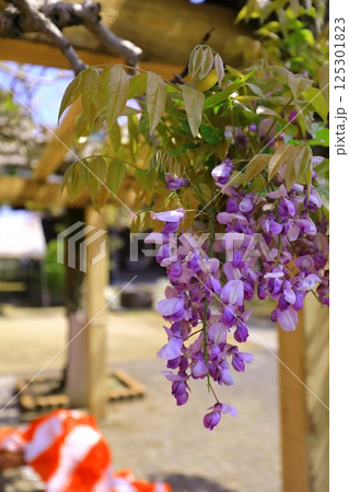 神社に咲く藤の花 神社に咲く藤の花 125301823