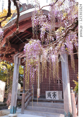 神社に咲く藤の花 神社に咲く藤の花 125301824