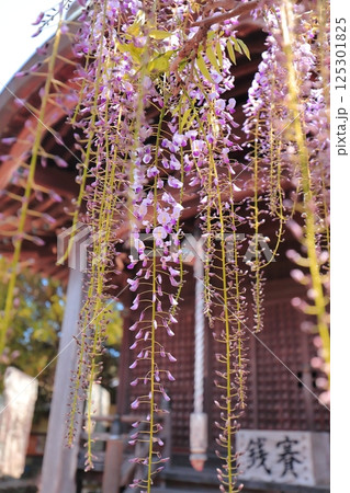 神社に咲く藤の花 125301825