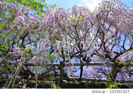 神社に咲く藤の花 神社に咲く藤の花 125301827