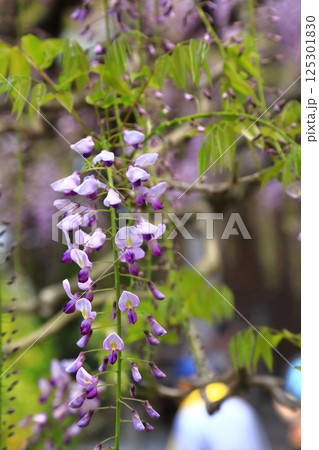 神社に咲く藤の花 神社に咲く藤の花 125301830
