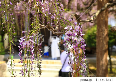 神社に咲く藤の花 神社に咲く藤の花 125301831
