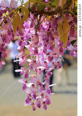 神社に咲く藤の花 125301834
