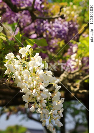 神社に咲く藤の花 神社に咲く藤の花 125301836