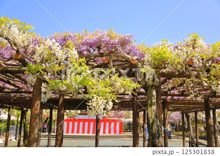 神社に咲く藤の花 125301838