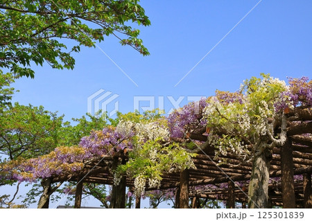 神社に咲く藤の花 125301839
